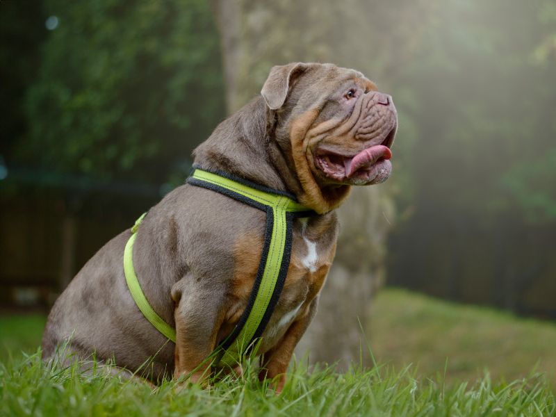 Enzo for sale in Kenilworth, Warks - Image 3