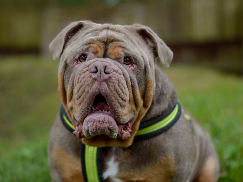 Enzo for sale in Kenilworth, Warks - Image 4