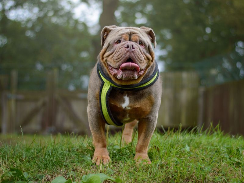 Enzo for sale in Kenilworth, Warks - Image 5