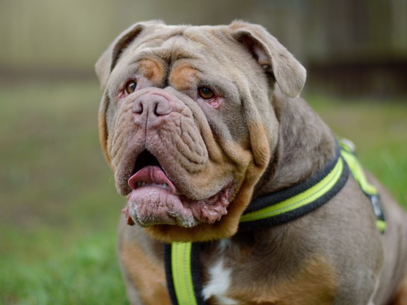 Enzo for sale in Kenilworth, Warks - Image 2