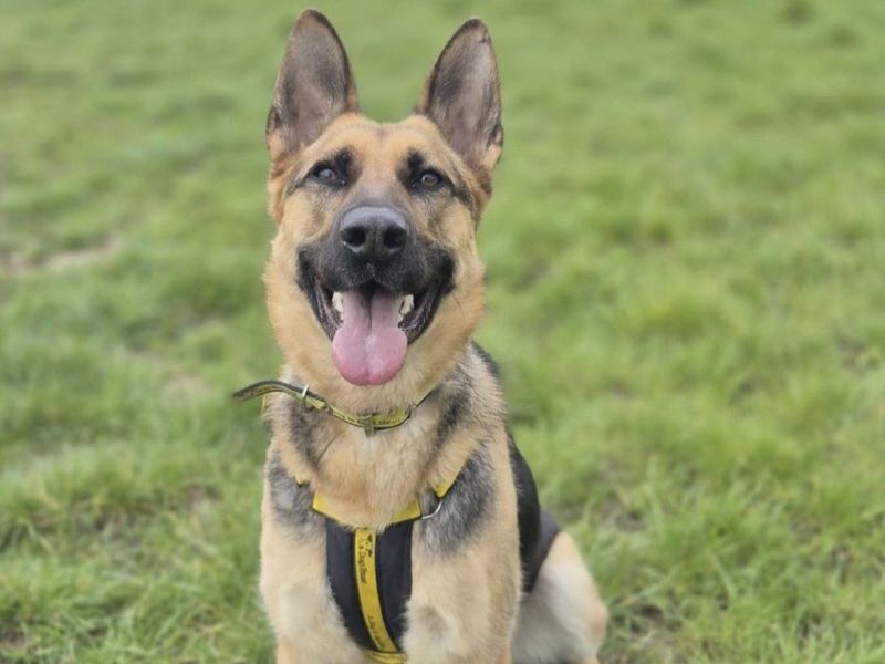 German Shepherd Dogs And Puppies For Adoption