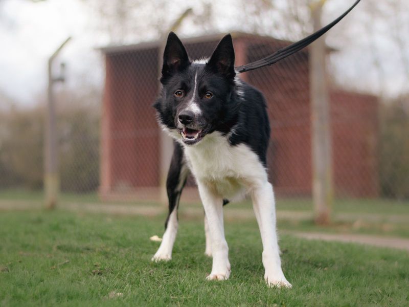 Border Collie for adoption in Kenilworth, Warks – 3 years old