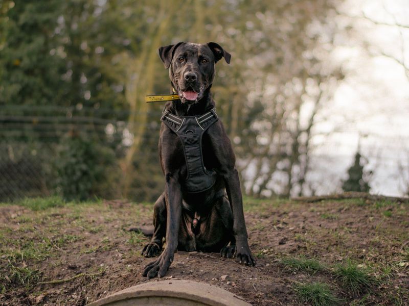 Jarvis | Retriever (Labrador) Cross | Kenilworth (West Midlands) - 1