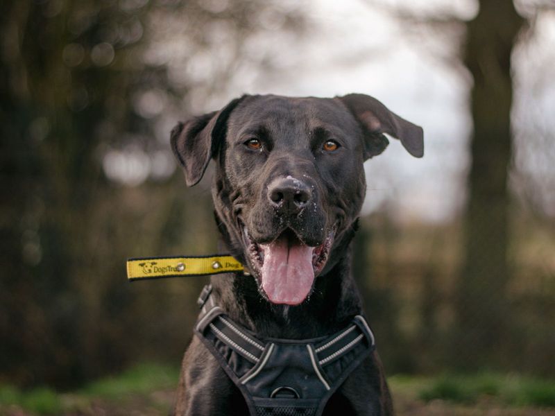 Jarvis | Retriever (Labrador) Cross | Kenilworth (West Midlands) - 1