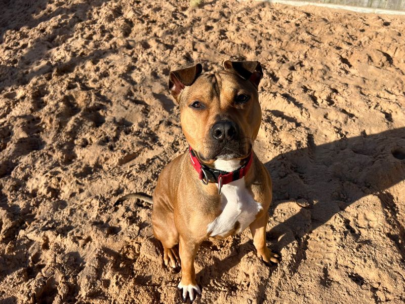 Jax for sale in Cardiff, Glamorgan | Image 3