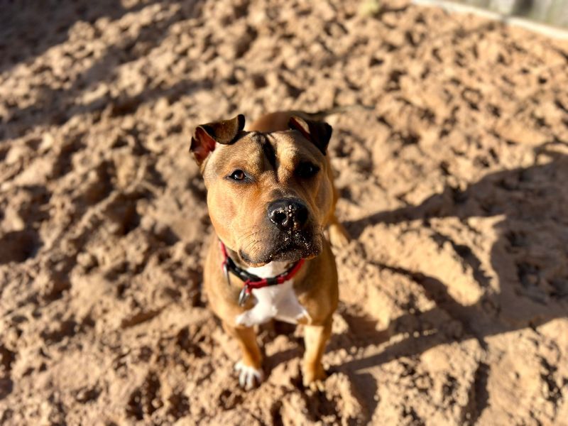 American Bulldog for adoption in Cardiff, Glamorgan – 2 years old - Image 2 of 5