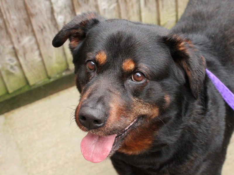 Security Rottie Dog Which Dog Is Better For Security Rottweiler Or Akita