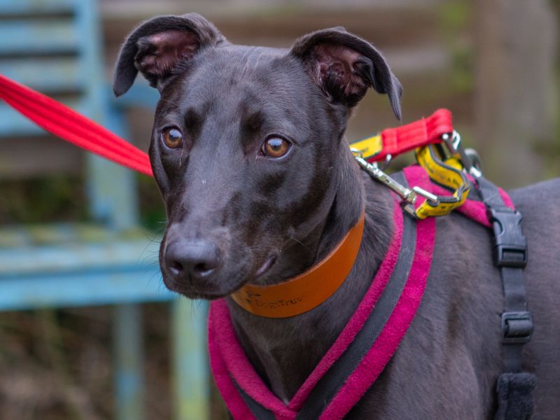 Adopt a Whippet Cross Rescue Dog Primrose Dogs Trust