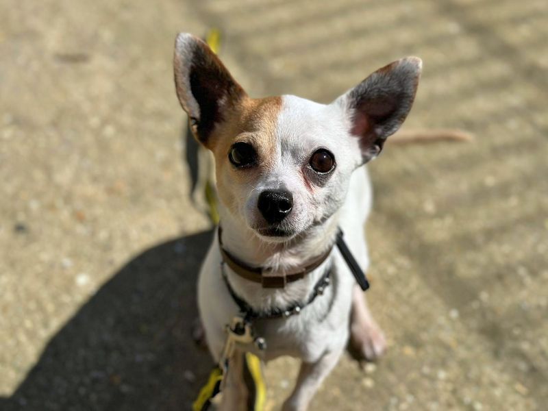Chihuahua for adoption in Shoreham by Sea, West Sussex – 7 years old - Image 5 of 6
