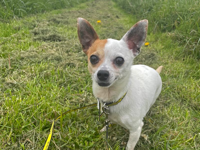 Chihuahua for adoption in Shoreham by Sea, West Sussex – 7 years old