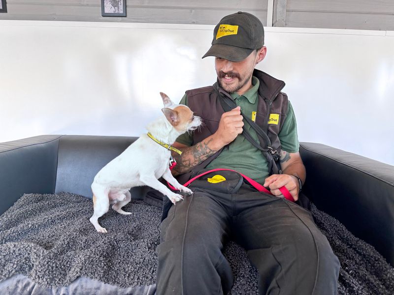 Chihuahua for adoption in Shoreham by Sea, West Sussex – 7 years old - Image 3 of 6