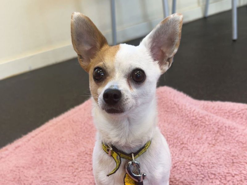 Chihuahua for adoption in Shoreham by Sea, West Sussex – 7 years old - Image 2 of 6