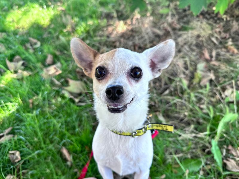 Chihuahua for adoption in Shoreham by Sea, West Sussex – 7 years old - Image 4 of 6