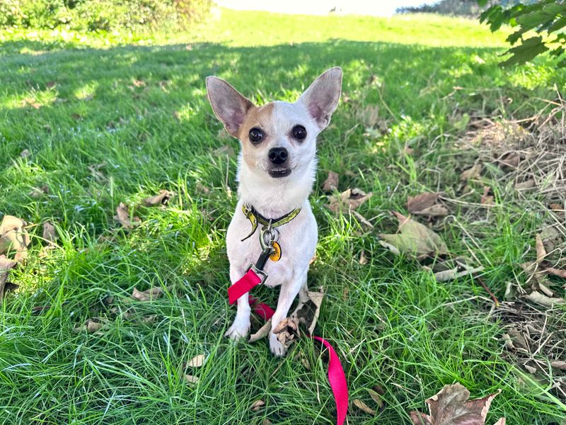 Chihuahua for adoption in Shoreham by Sea, West Sussex – 7 years old - Image 6 of 6