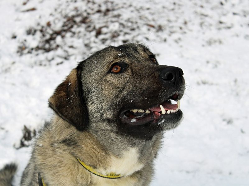 Rescue caucasian deals ovcharka dog