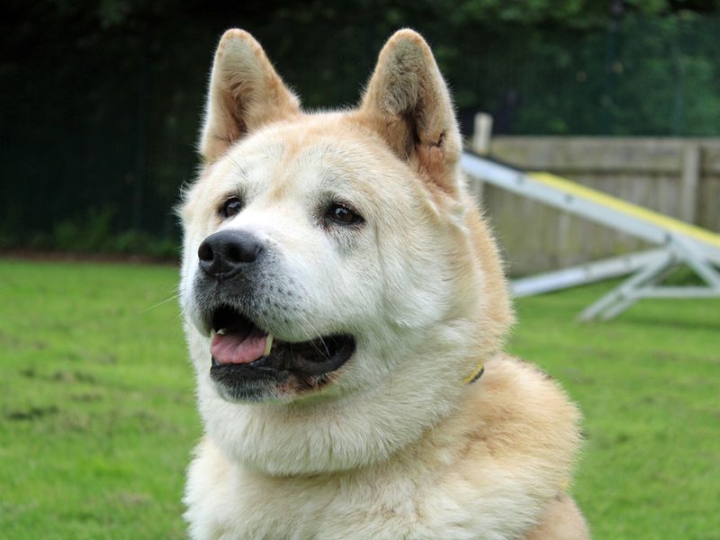 Toto | Akita | Merseyside (Liverpool) - 1
