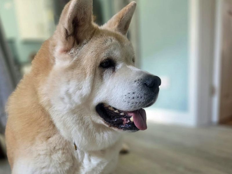 Toto | Akita | Merseyside (Liverpool) - 1