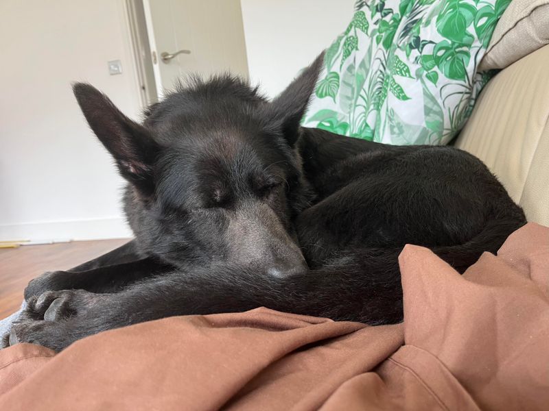 German Shepherd puppies for sale in Evesham – 7 years old