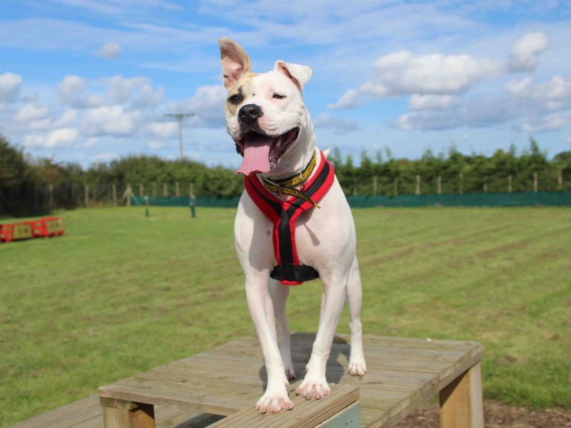 American Bulldog for adoption in Sadberge, Durham – 3 years old - Image 2 of 8