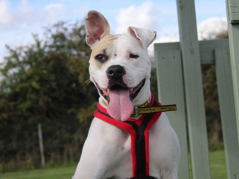 American Bulldog for adoption in Sadberge, Durham – 3 years old - Image 6 of 8