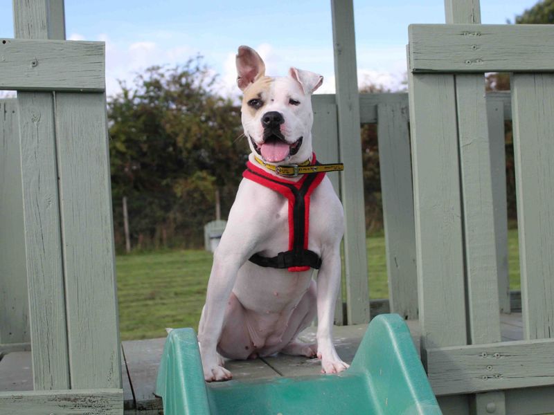 American Bulldog for adoption in Sadberge, Durham – 3 years old - Image 7 of 8