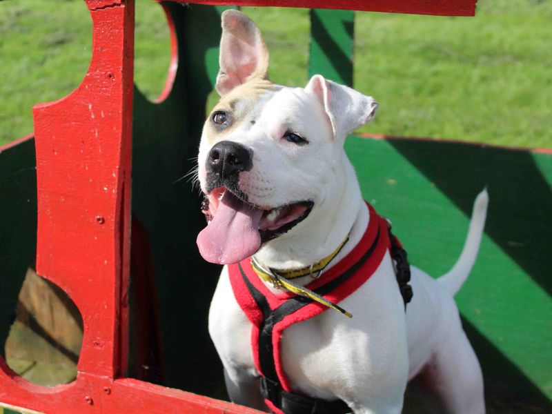 American Bulldog for adoption in Sadberge, Durham – 3 years old - Image 8 of 8
