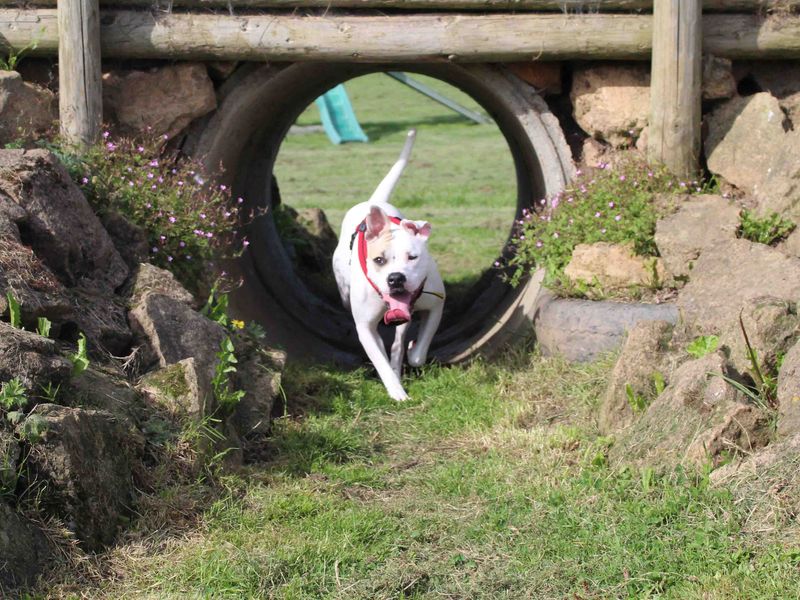 American Bulldog for adoption in Sadberge, Durham – 3 years old - Image 5 of 8