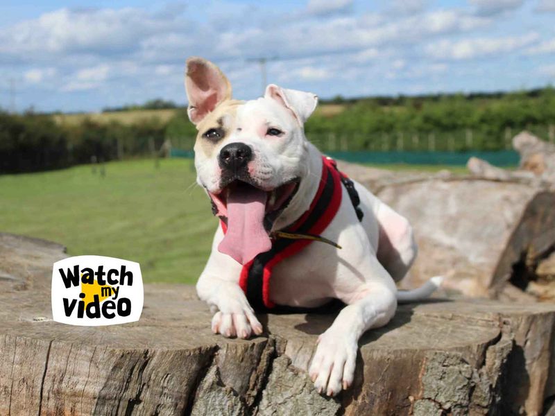 American Bulldog for adoption in Sadberge, Co Durham – 2 years old