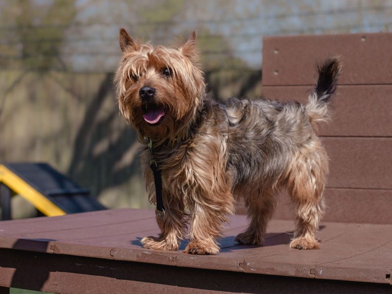 Teddy for sale in Kenilworth - Image 3