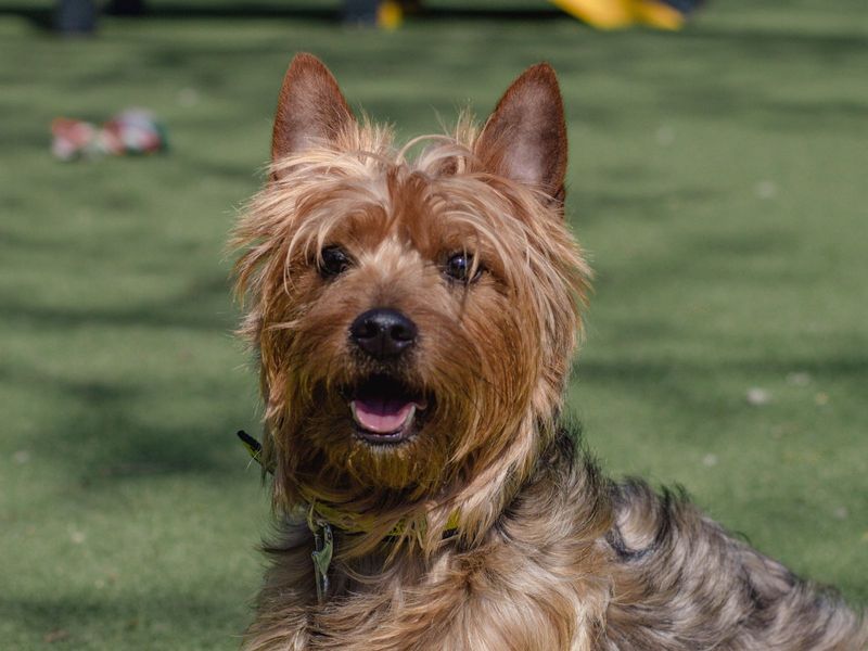 Teddy for sale in Kenilworth - Image 2