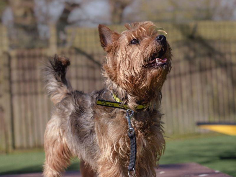 Yorkshire Terrier puppies for sale in Kenilworth – 4 years old