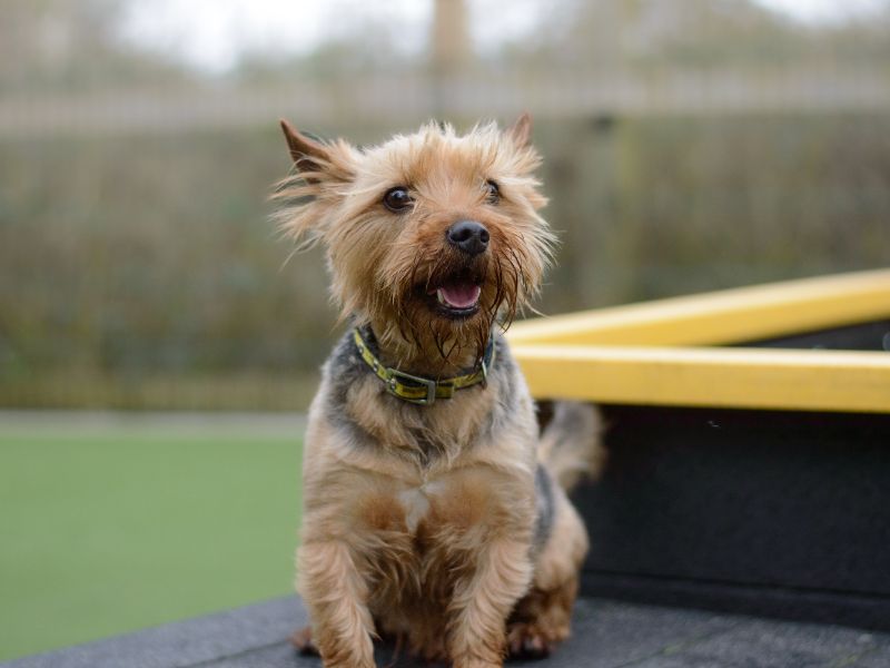 Yorkshire terrier adoption 2025