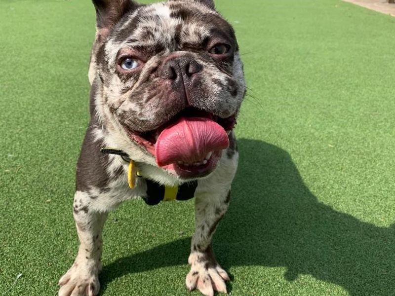 Monty for sale in Telford, Shropshire