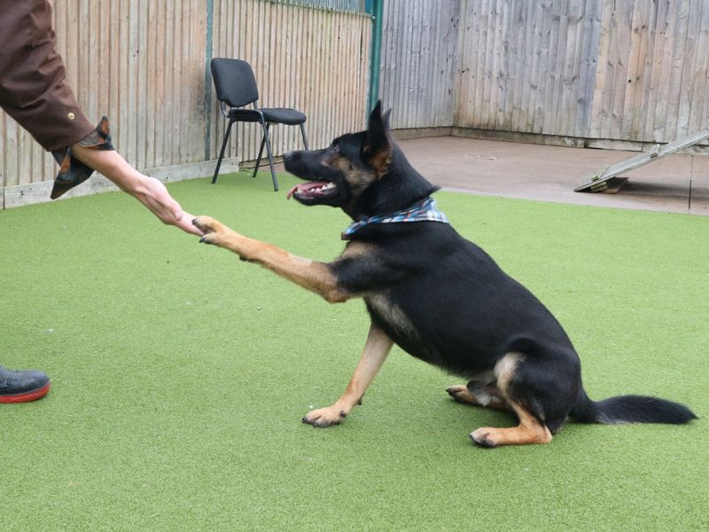 Tyson | Crossbreed | Shrewsbury (Shropshire) - 1