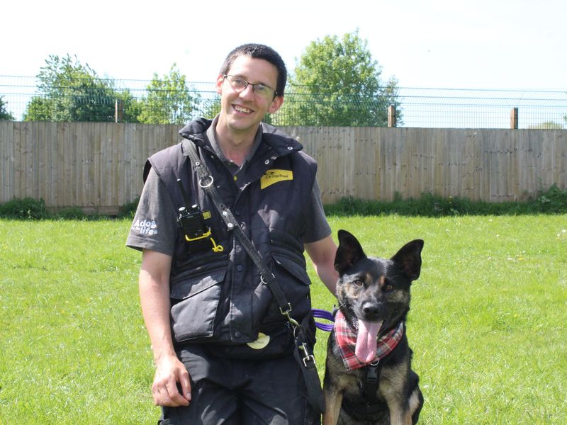 Tyson | Crossbreed | Shrewsbury (Shropshire) - 1