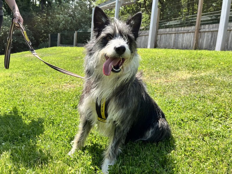 undefined | Collie (Border) Cross | undefined - 2