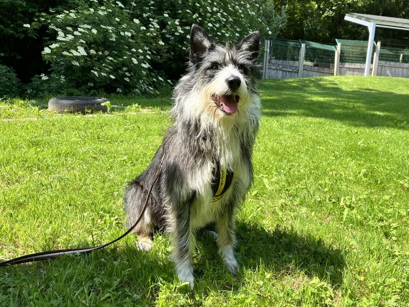 undefined | Collie (Border) Cross | undefined - 1