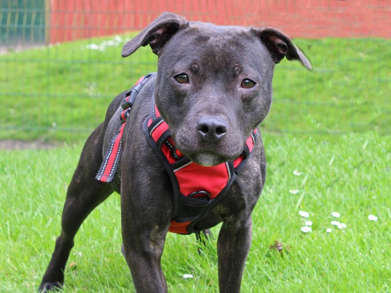 Staffordshire Bull Terrier for adoption in Liverpool, Merseyside – 4 years old - Image 3 of 3