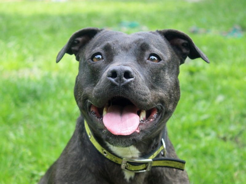 Piper | Terrier (Staffordshire Bull) | Merseyside (Liverpool) - 1