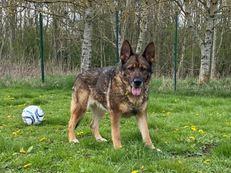 Gina for sale in West Calder