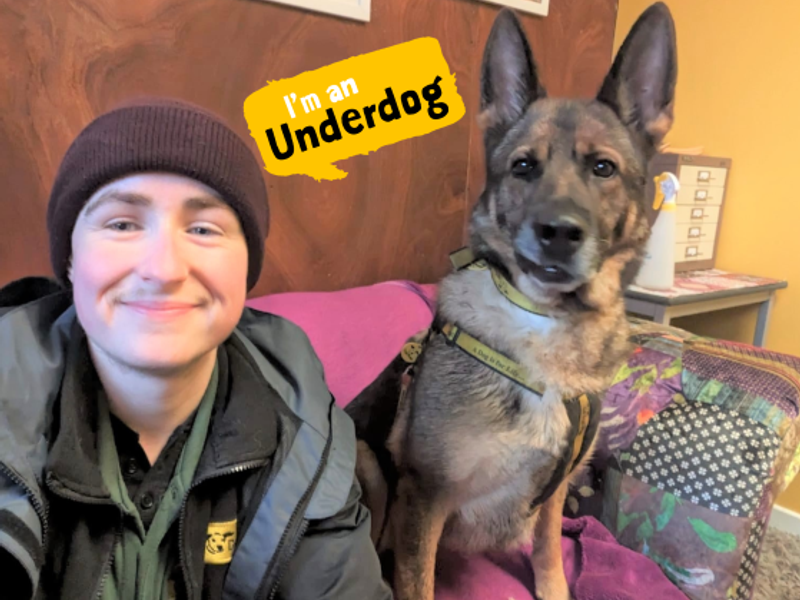 German Shepherd for adoption in West Calder, West Lothian – 8 years old - Image 4 of 8