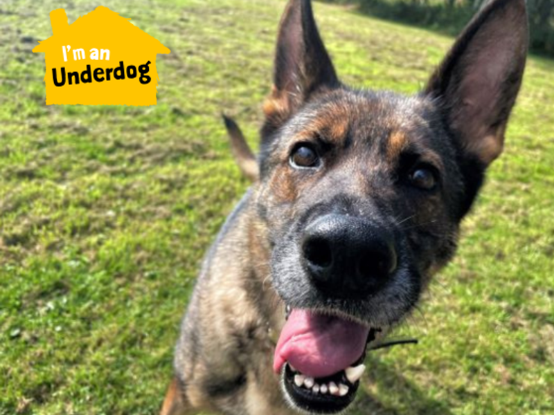 German Shepherd for adoption in West Calder, West Lothian – 8 years old - Image 3 of 8