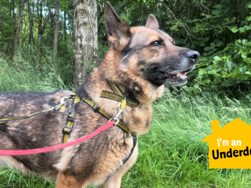 German Shepherd for adoption in West Calder, West Lothian – 8 years old - Image 6 of 8