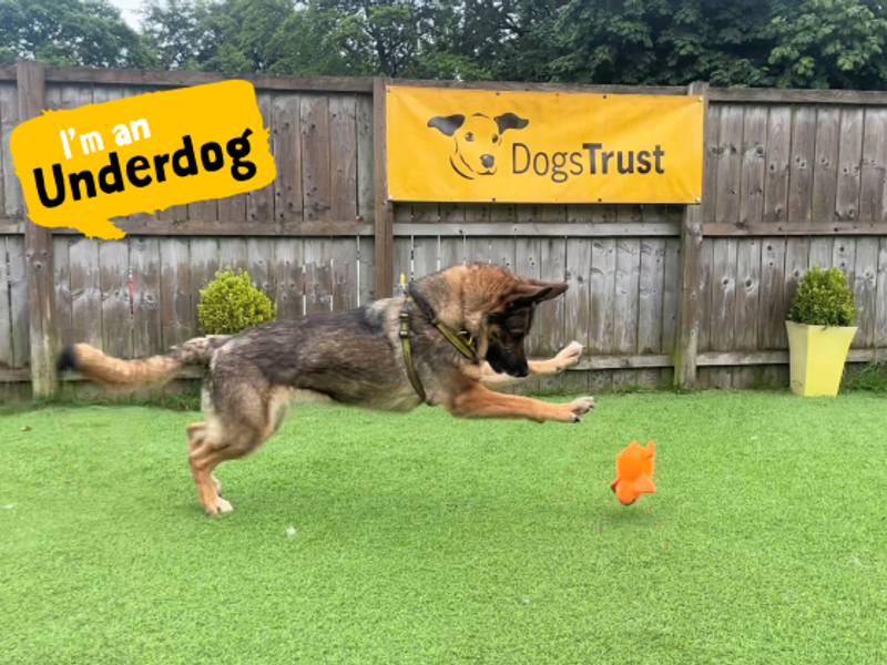 German Shepherd for adoption in West Calder, West Lothian – 8 years old - Image 8 of 8