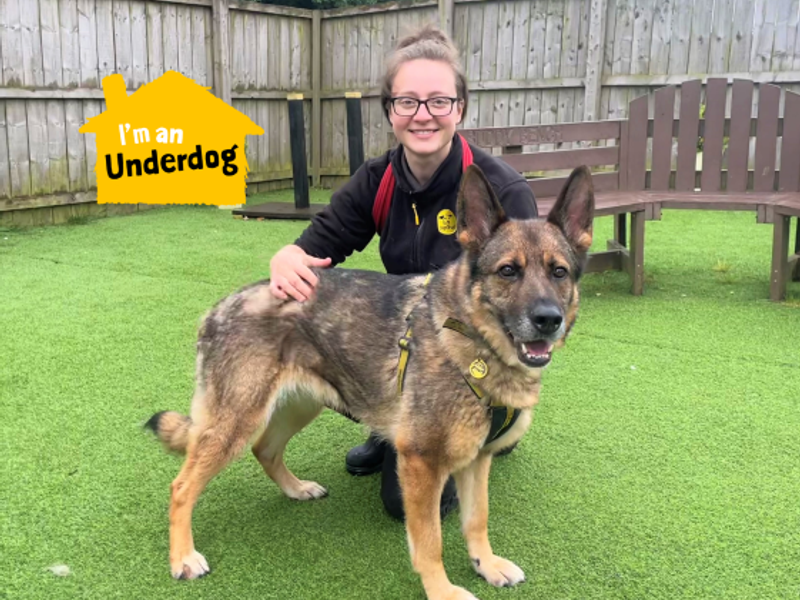 German Shepherd for adoption in West Calder, West Lothian – 8 years old - Image 5 of 8