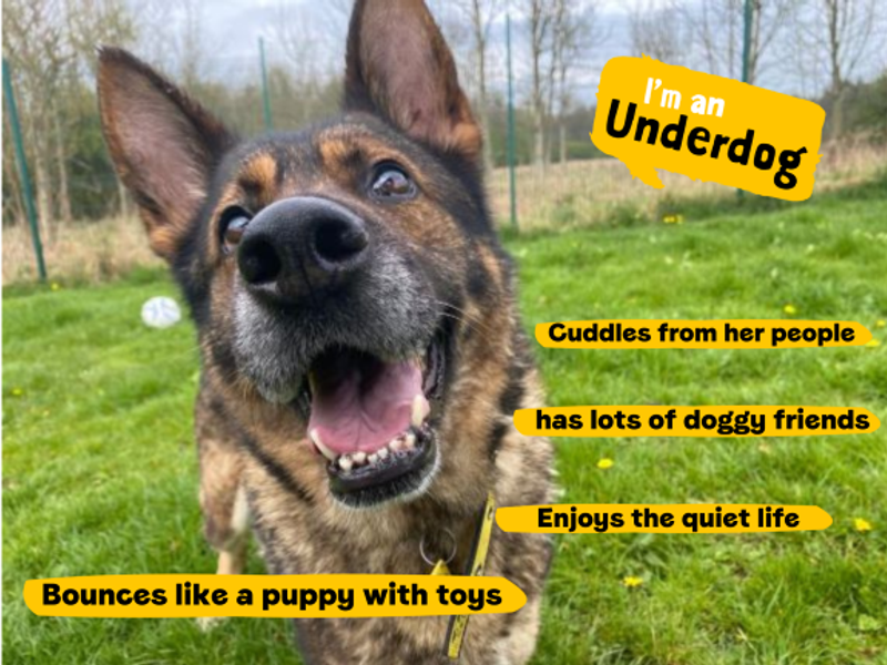 German Shepherd for adoption in West Calder, West Lothian – 8 years old - Image 7 of 8