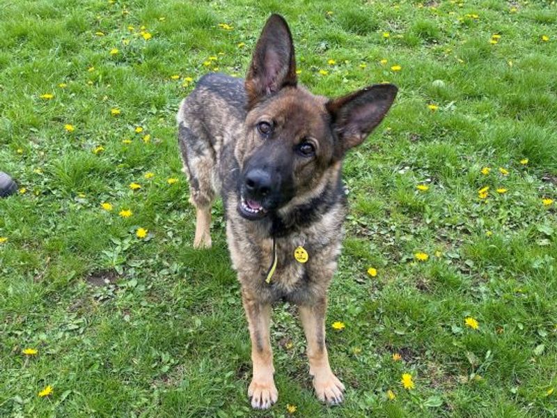Mindy for sale in West Calder