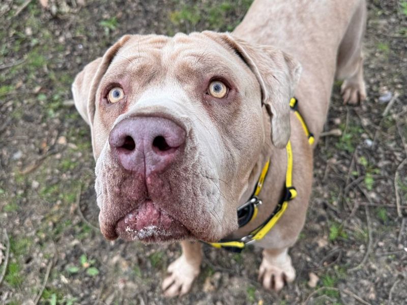 Mike | Italian Corso Dog Cross | Canterbury - 1