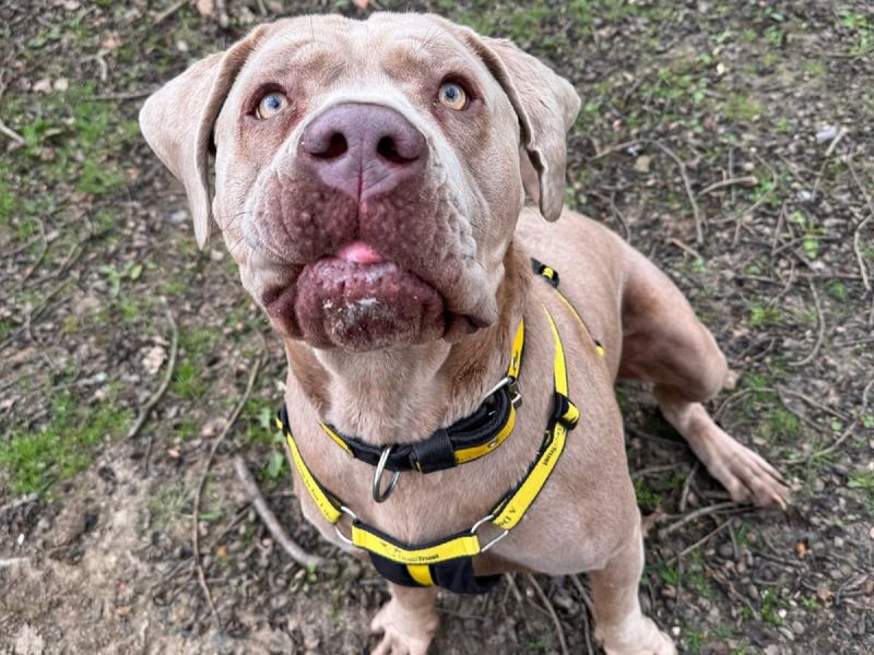 Cane Corso for adoption in Chestfield, Kent – 4 years old - Image 3 of 3