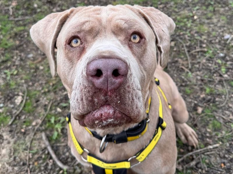 Cane Corso for adoption in Chestfield, Kent – 4 years old - Image 2 of 3